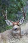 Alert mule deer buck resting-Montana-USA Art Print